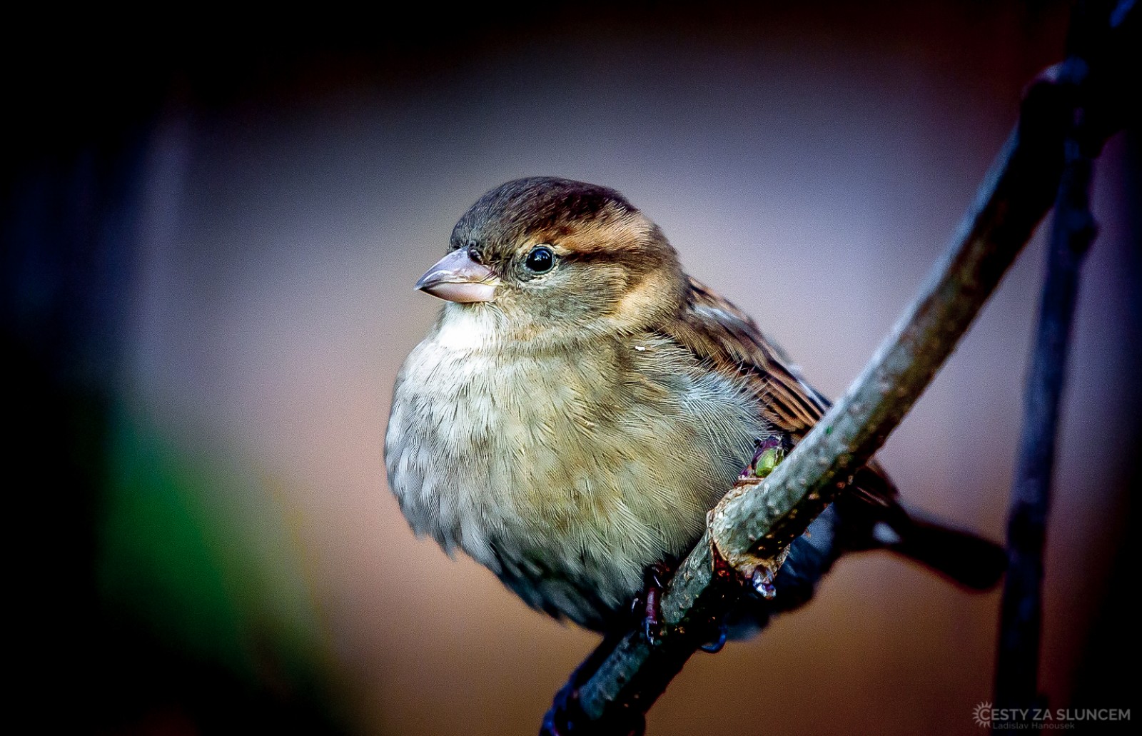 Čechy - Ladislav Hanousek, Ptáci v přírodě