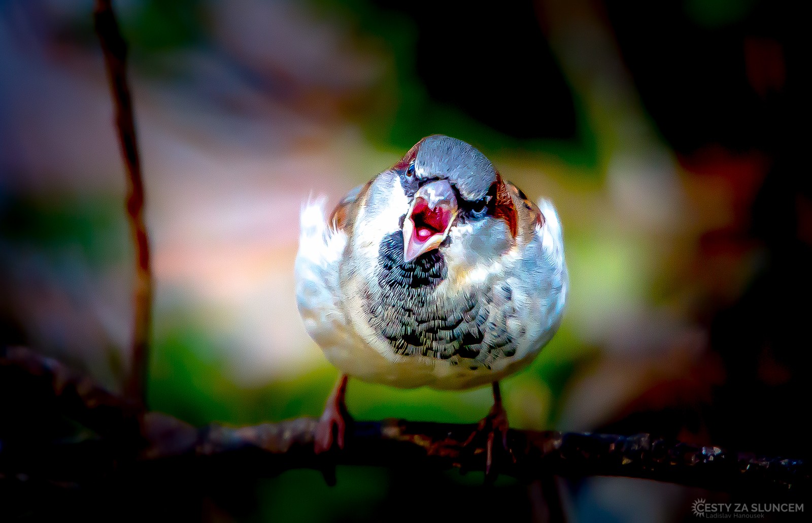Čechy - Ladislav Hanousek, Ptáci v přírodě