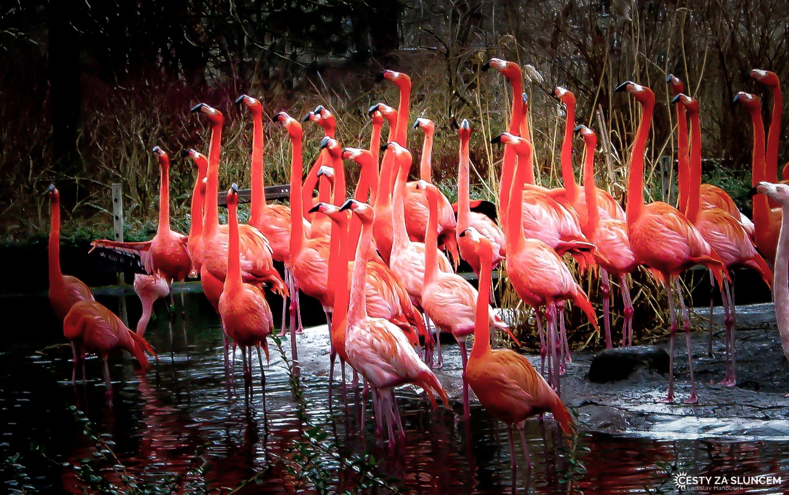 Drážďany - Ladislav Hanousek, Evropa