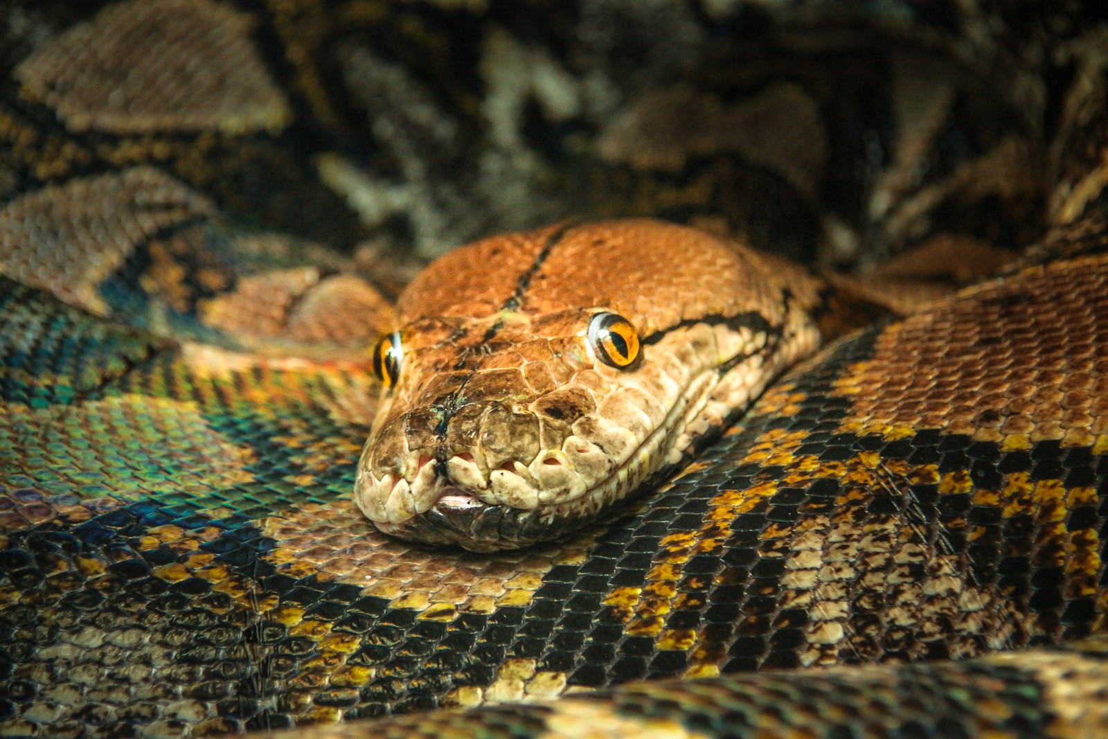 Drážďany - Ladislav Hanousek, Evropa