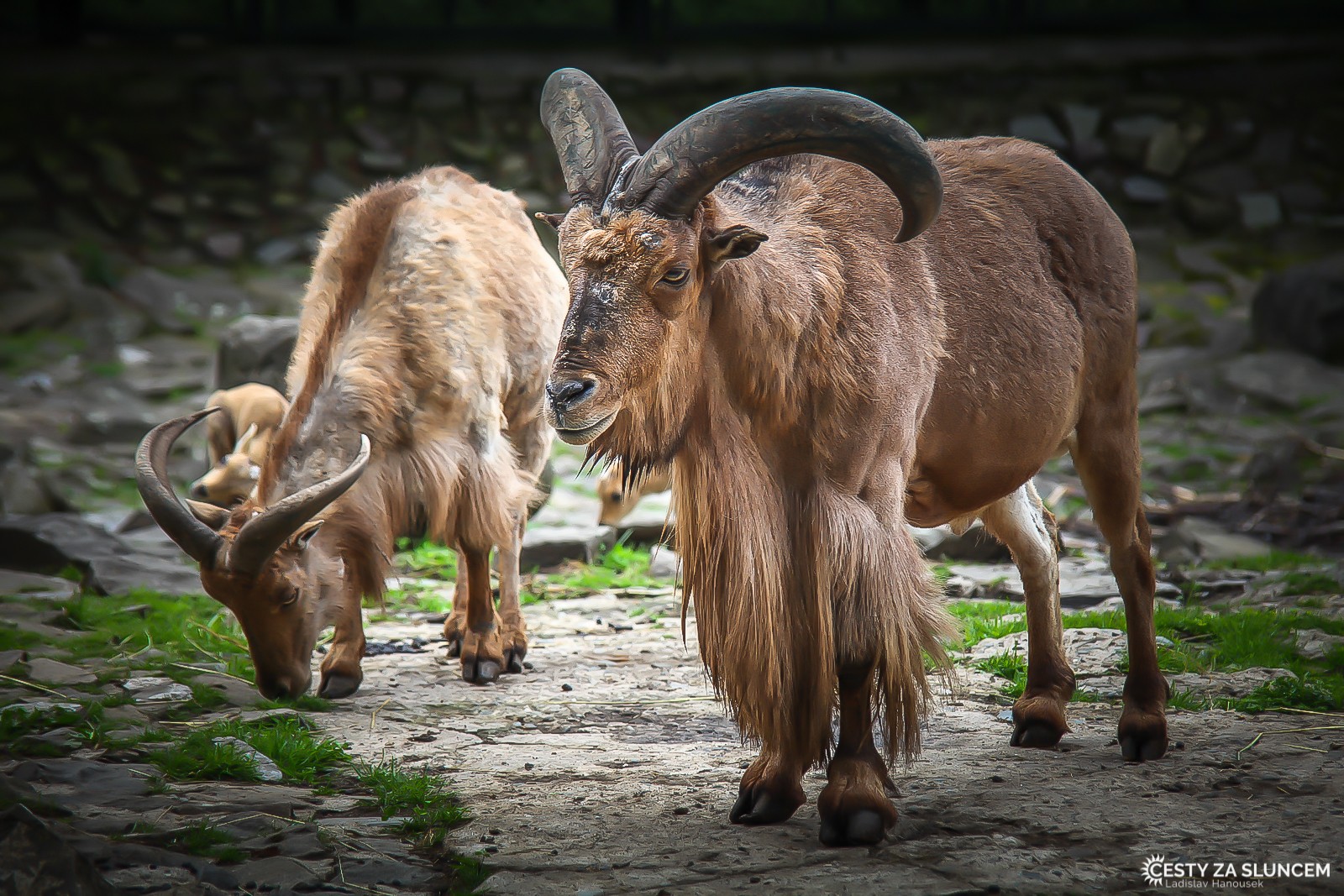 Wroclaw - Ladislav Hanousek, Evropa