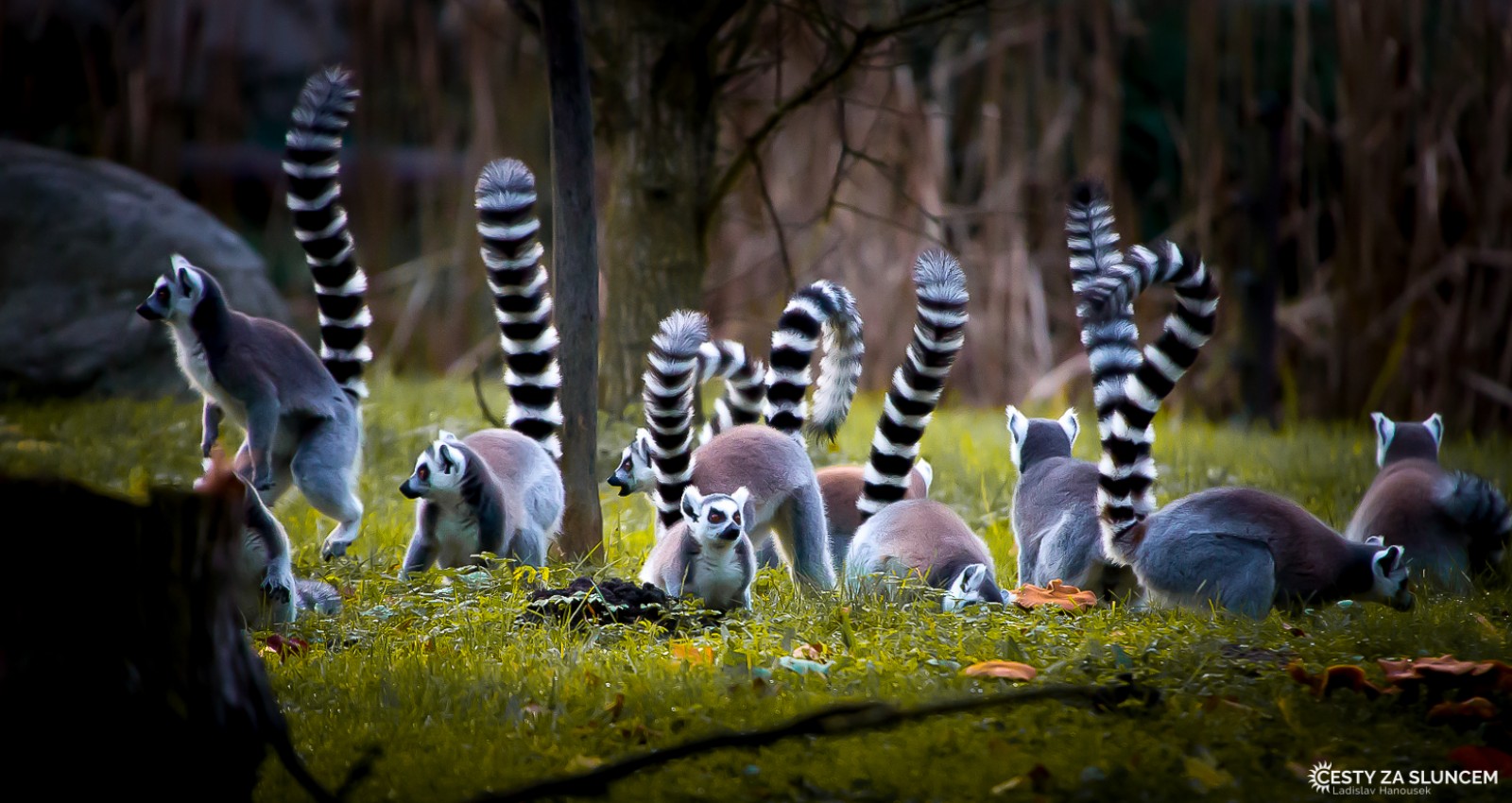 Wroclaw - Ladislav Hanousek, Evropa