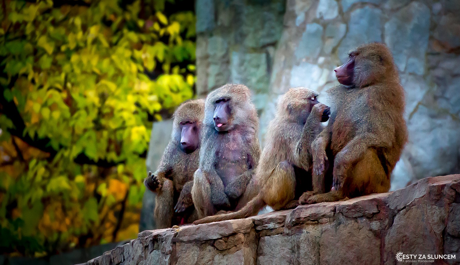 Wroclaw - Ladislav Hanousek, Evropa