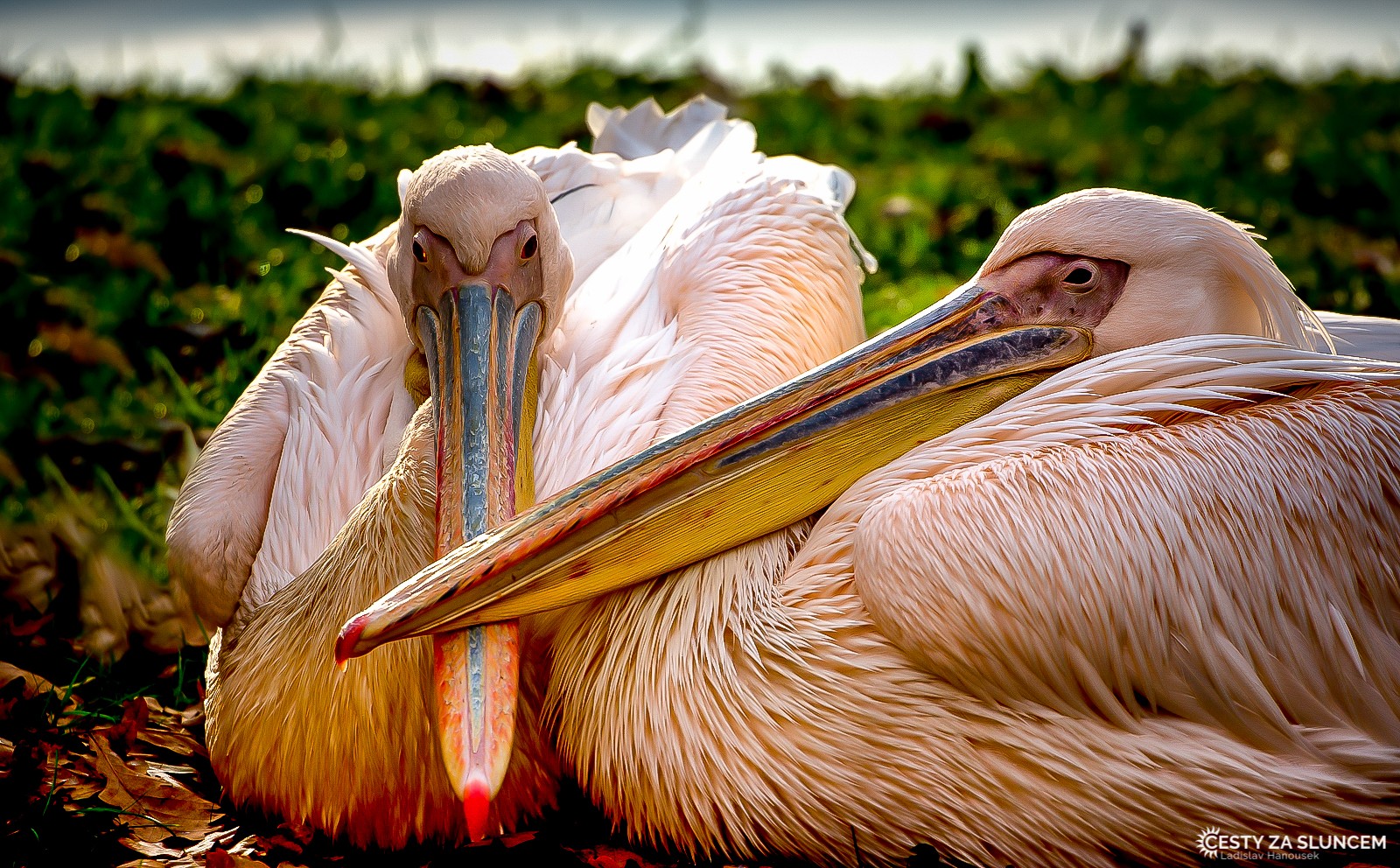 Wroclaw - Ladislav Hanousek, Evropa