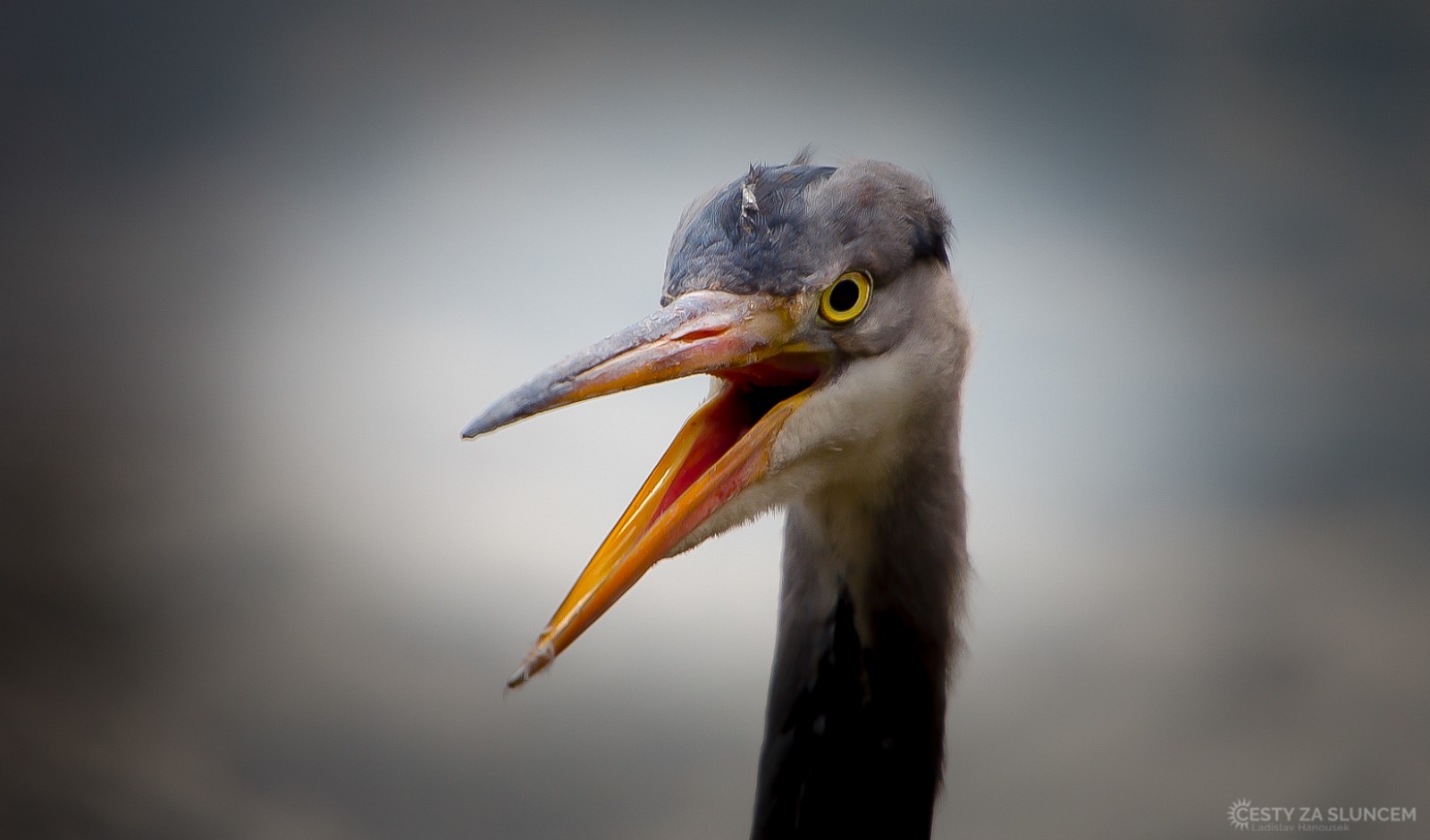 Lipsko - Ladislav Hanousek, Evropa