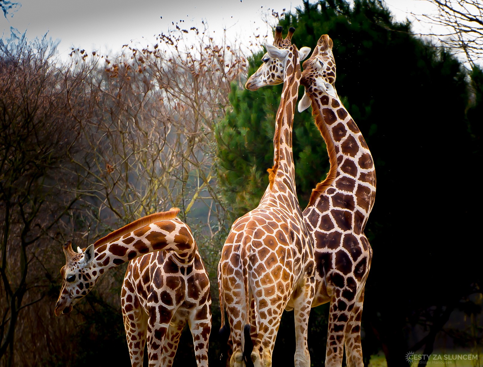 Lipsko - Ladislav Hanousek, Evropa