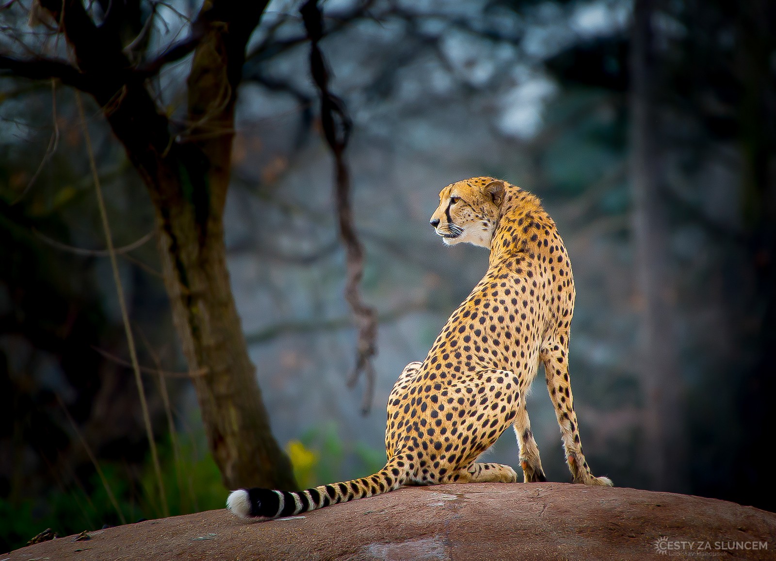 Lipsko - Ladislav Hanousek, Evropa