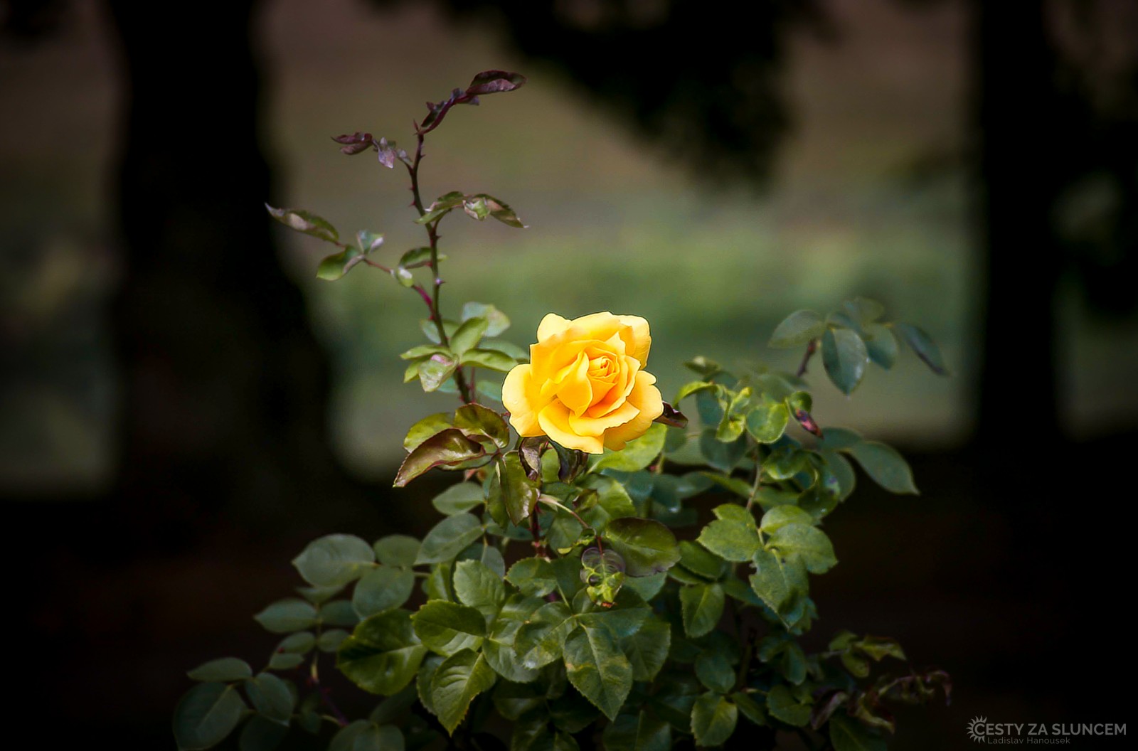 Královéhradecko - Ladislav Hanousek, Květiny a stromy