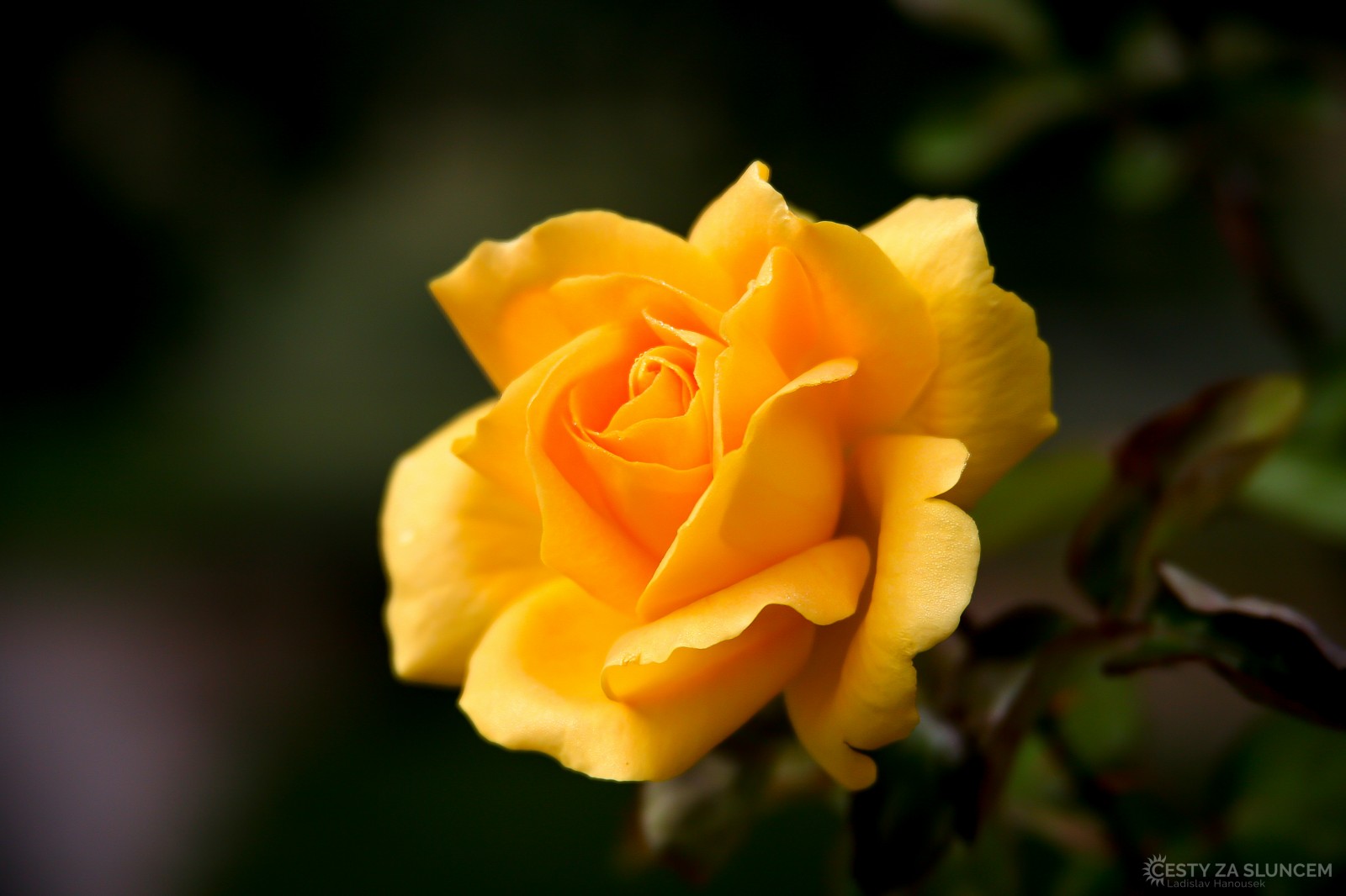 Královéhradecko - Ladislav Hanousek, Květiny a stromy