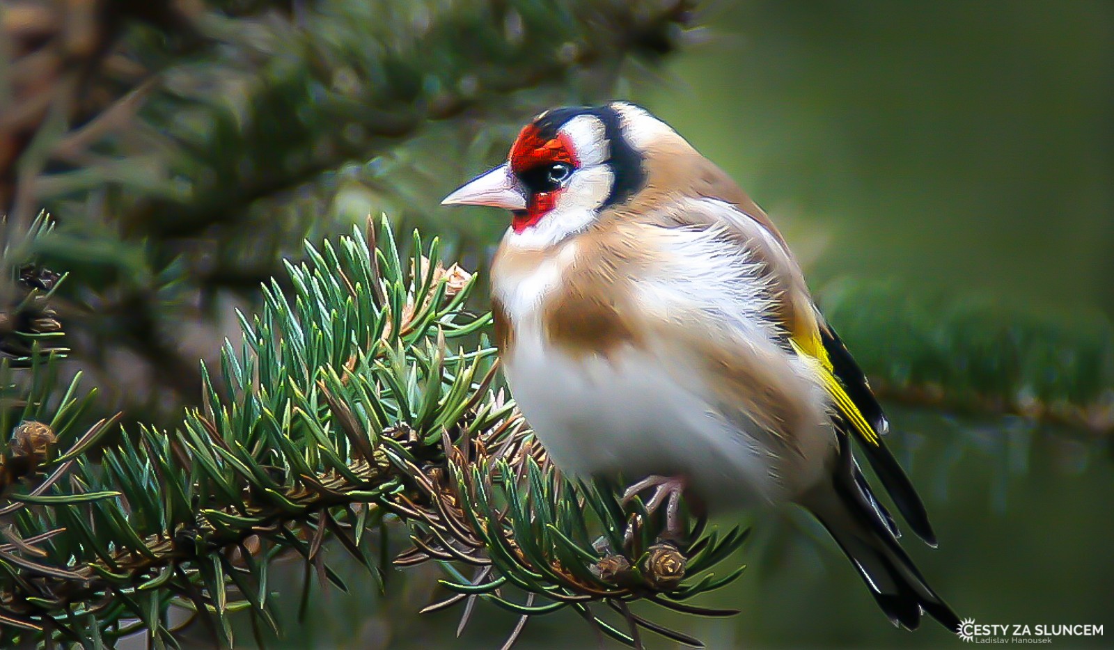 Čechy - Ladislav Hanousek, Ptáci v přírodě