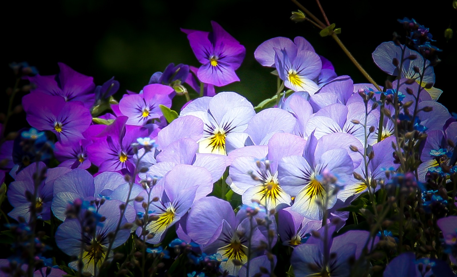 Jižní Francie u Millau - Ladislav Hanousek, Květiny a stromy