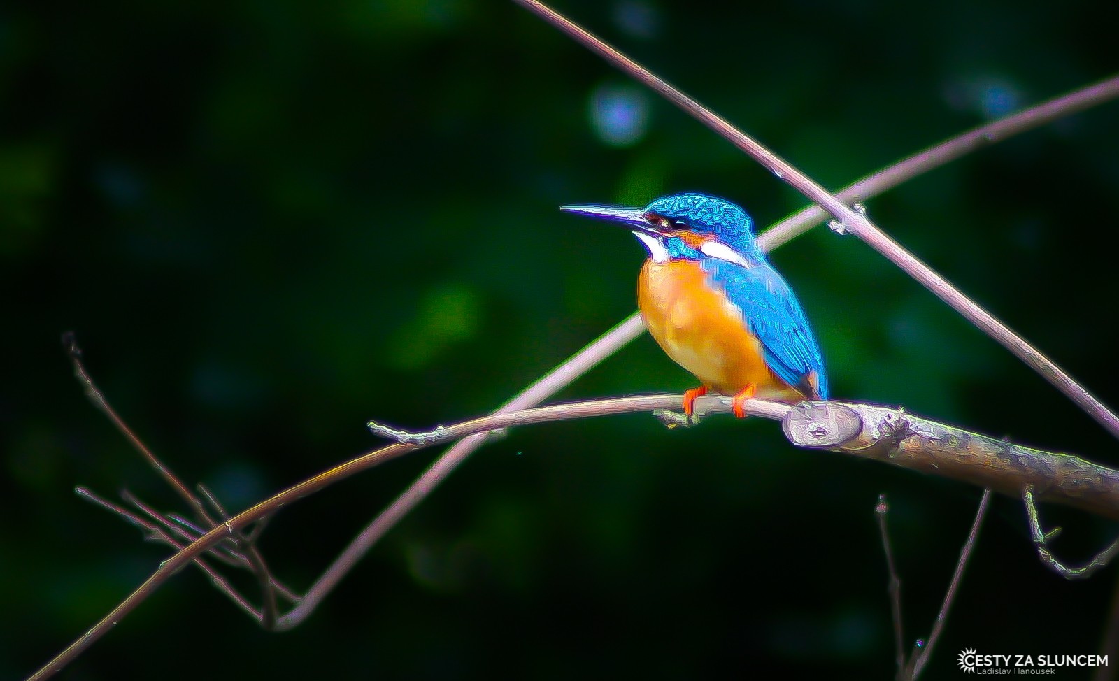 Čechy - Ladislav Hanousek, Ptáci v přírodě