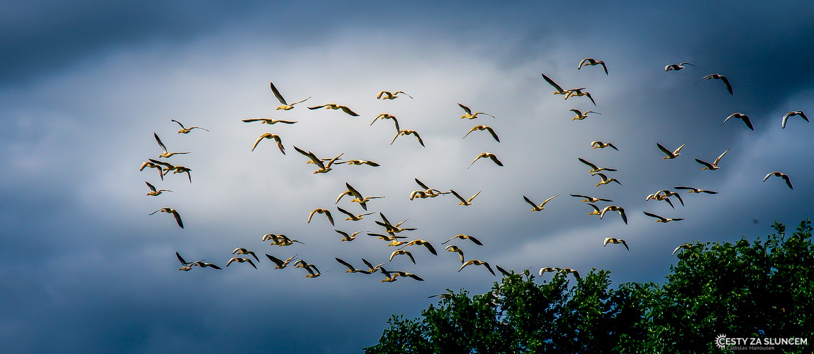 Jindřichův Hradec - Ladislav Hanousek, Ptáci v přírodě