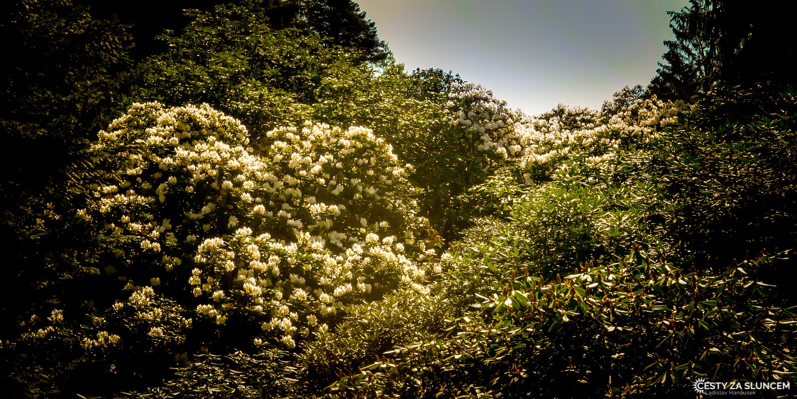 Průhonický park - Rododendrony počátkem května - Ladislav Hanousek, Hrady a zámky v Čechách