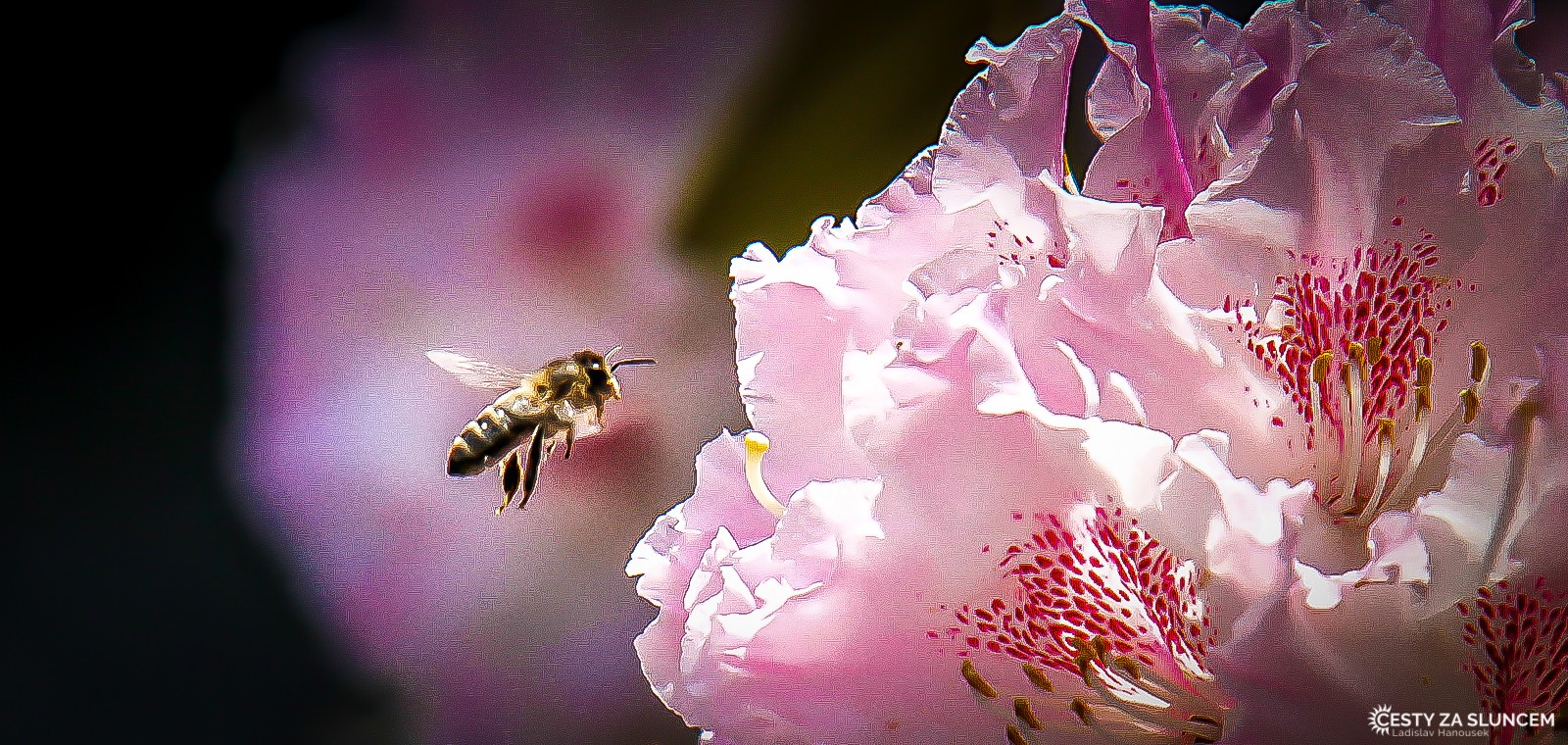 Průhonice - rododendrony v květnu - Ladislav Hanousek, Květiny a stromy