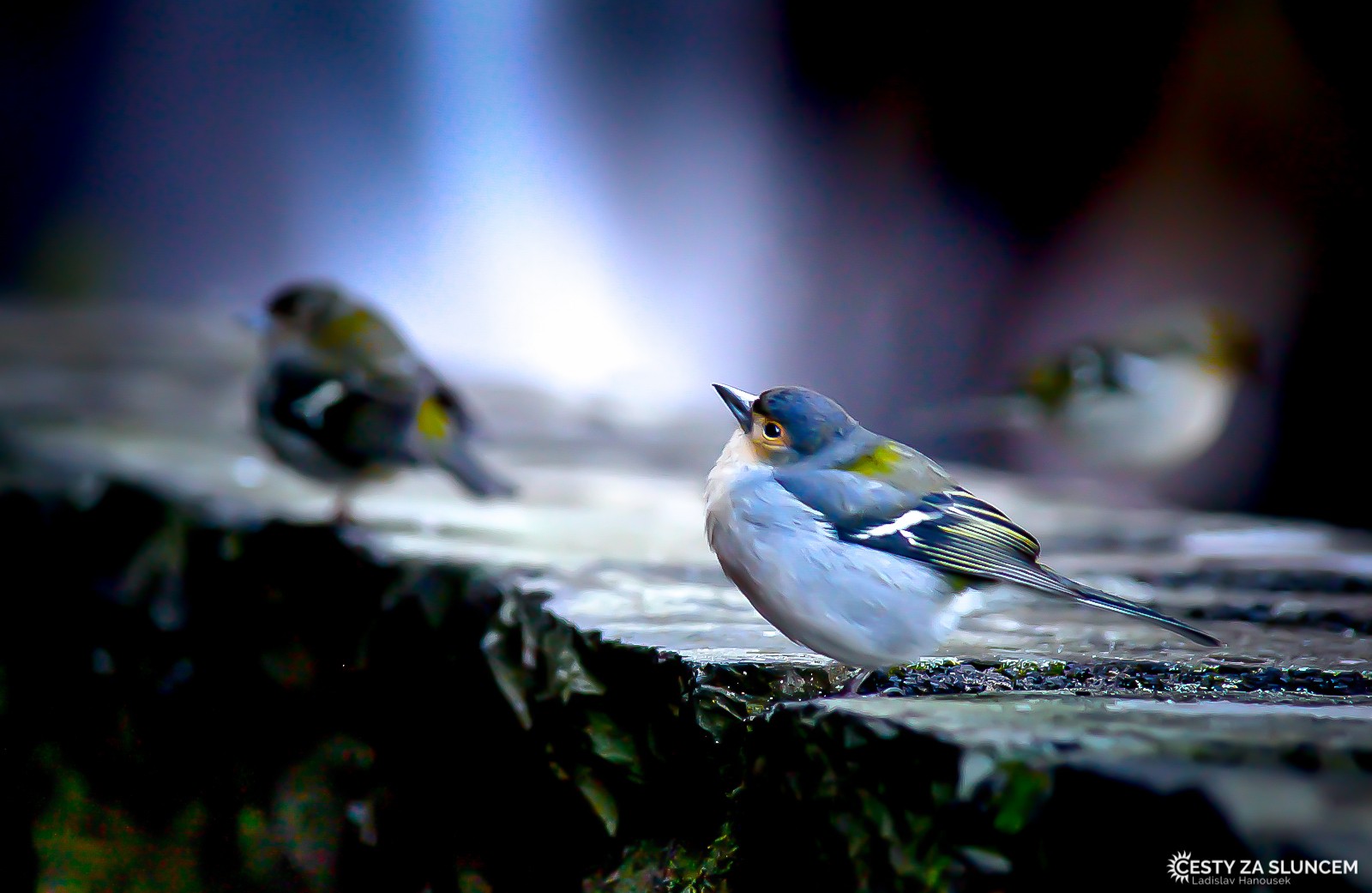 Madeira - Ladislav Hanousek, Ptáci v přírodě