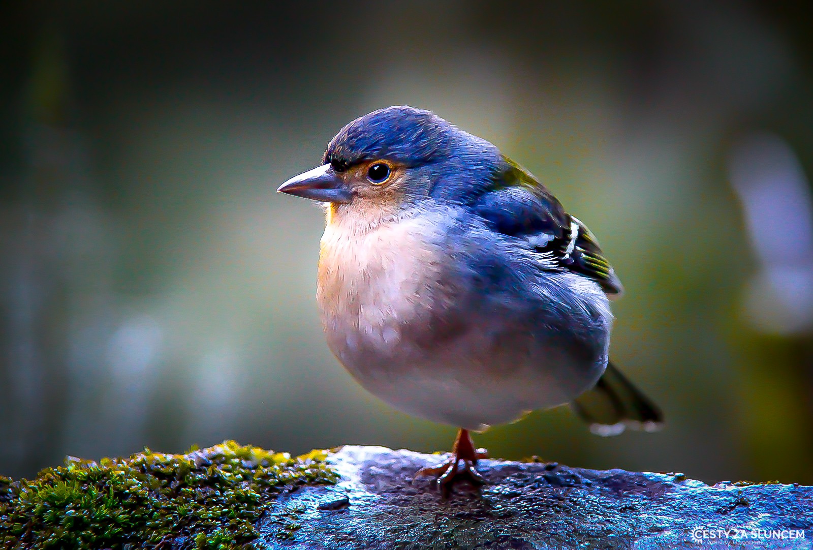 Madeira - Ladislav Hanousek, Ptáci v přírodě