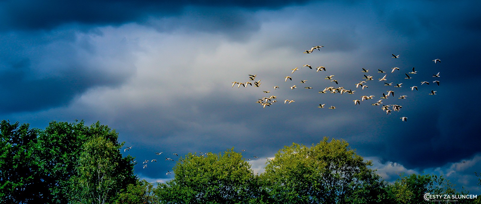 Čechy - Jindřichův Hradec - Ladislav Hanousek, Ptáci v přírodě