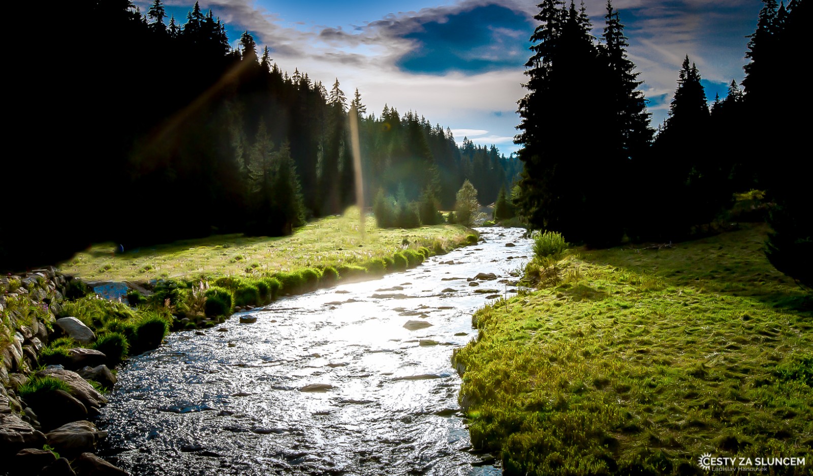 Šumava - Ladislav Hanousek, Květiny a stromy