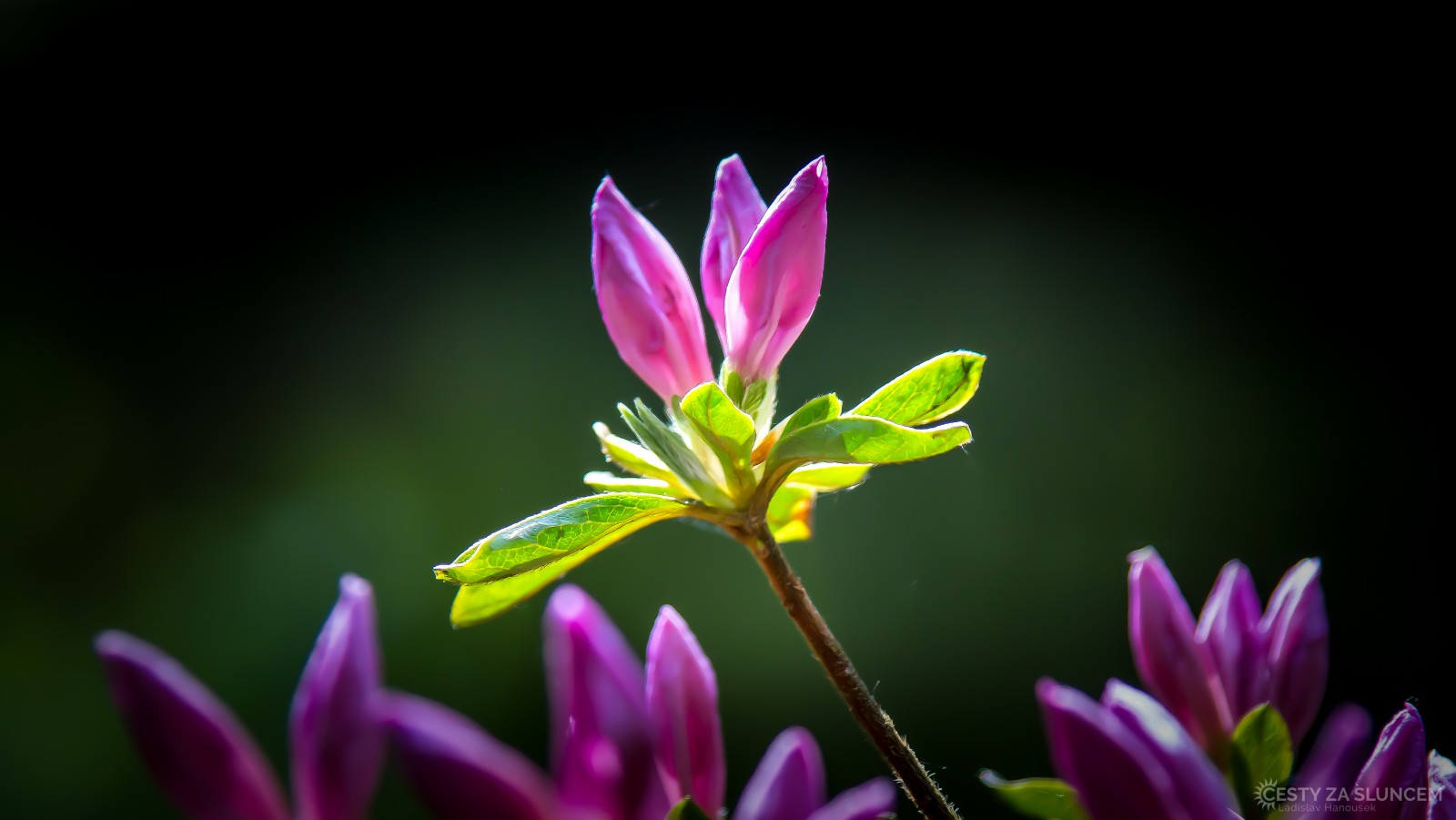 Průhonice - rododendrony v květnu - Ladislav Hanousek, Květiny a stromy