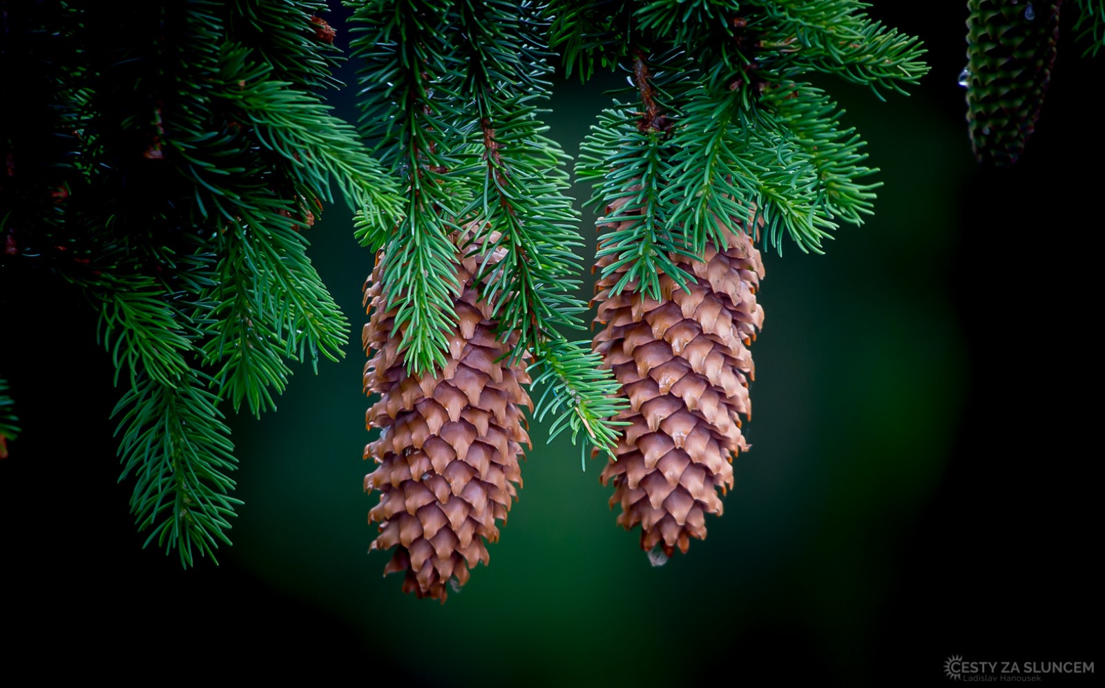 Lipno - Stezka korunami stromů - Ladislav Hanousek, Rozhledny