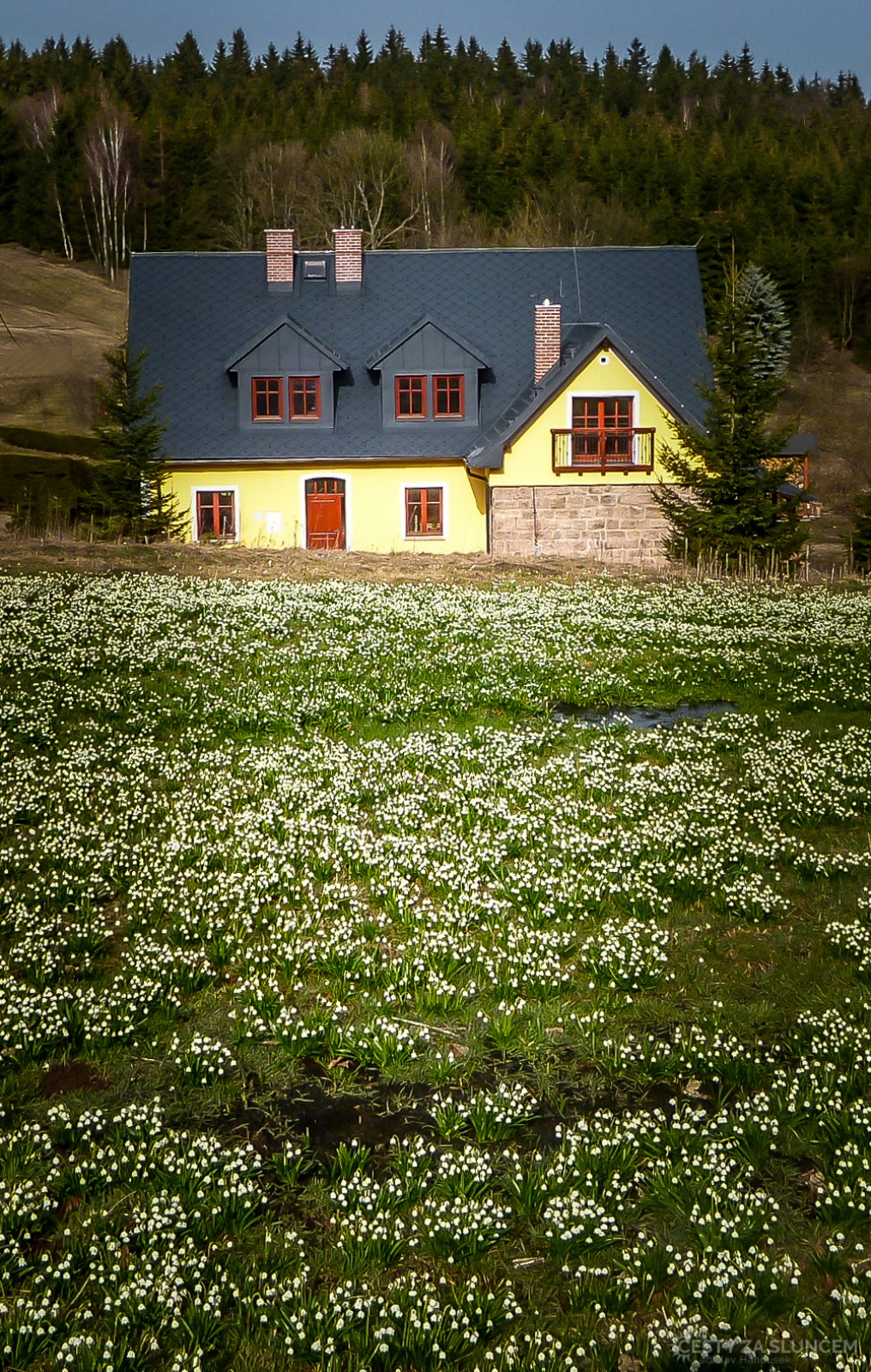 Jestřebí hory počátkem dubna - koberce bledulí - Ladislav Hanousek, Květiny a stromy