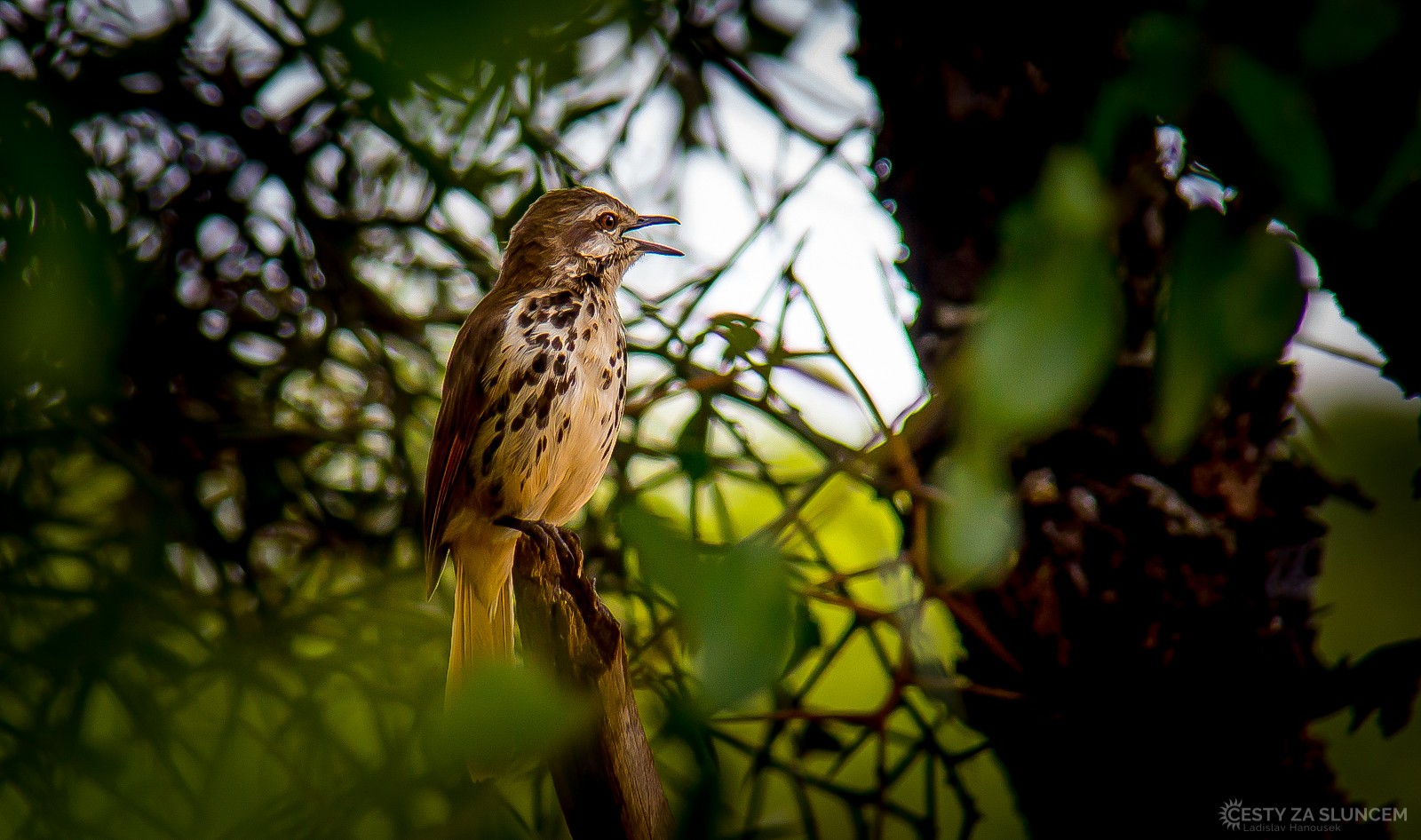 Národní park Nakuru - Ladislav Hanousek, Keňa