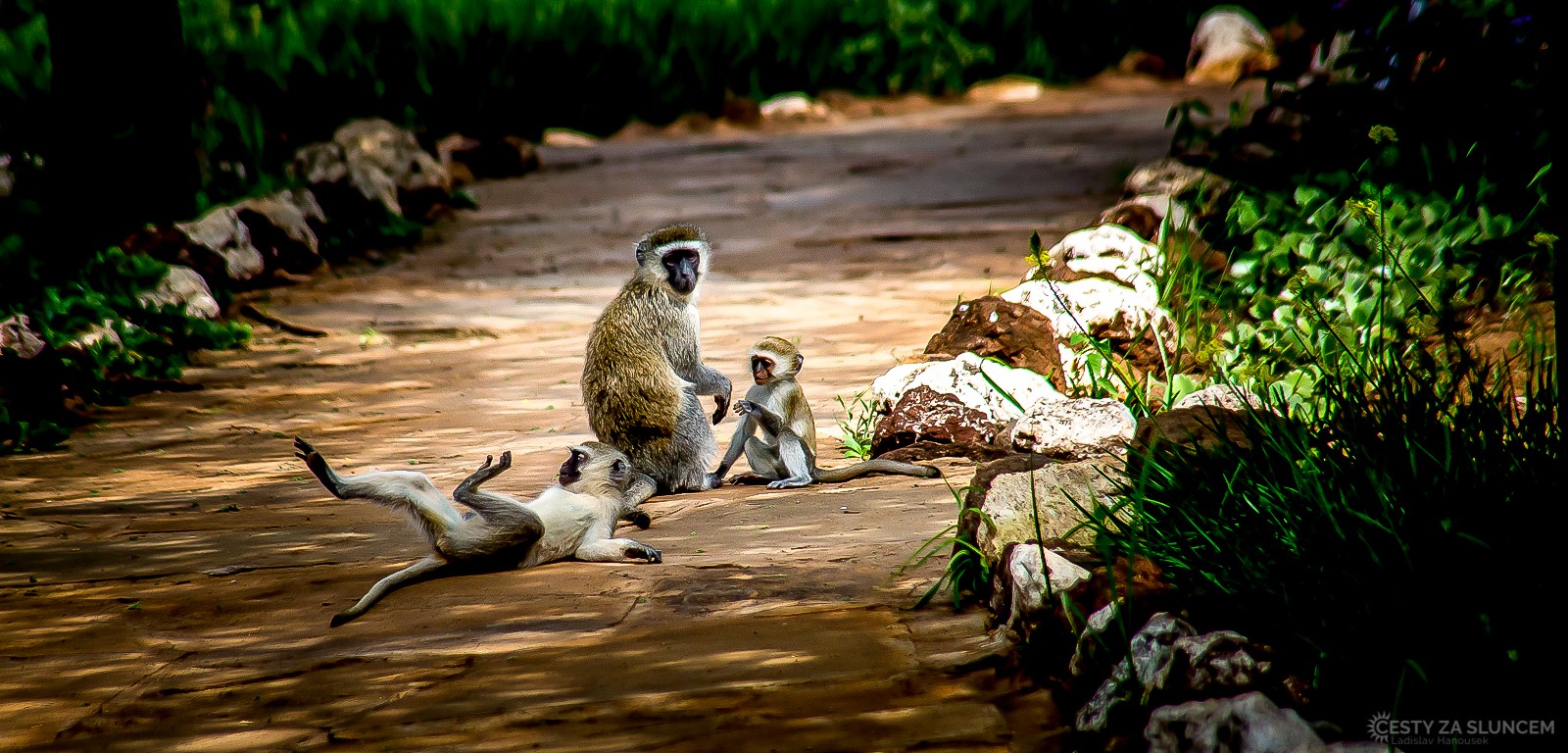 Národní park Amboseli - Ladislav Hanousek, Keňa