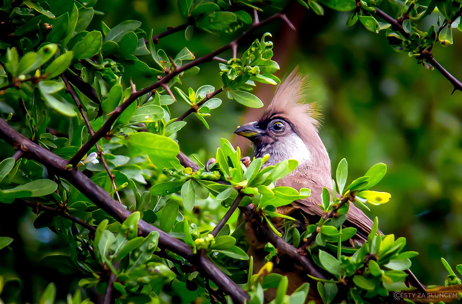 Národní park Nakuru - Ladislav Hanousek, Keňa