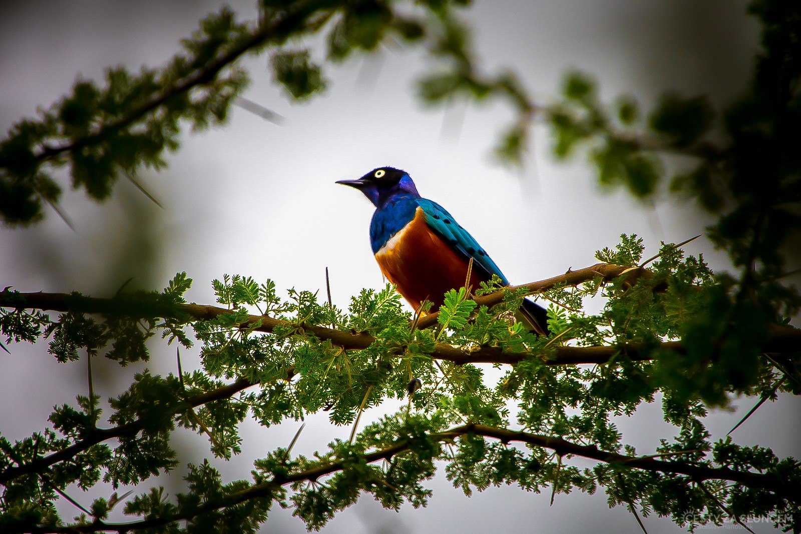 Národní park Nakuru - Laskoptev tříbarevná - Ladislav Hanousek, Keňa