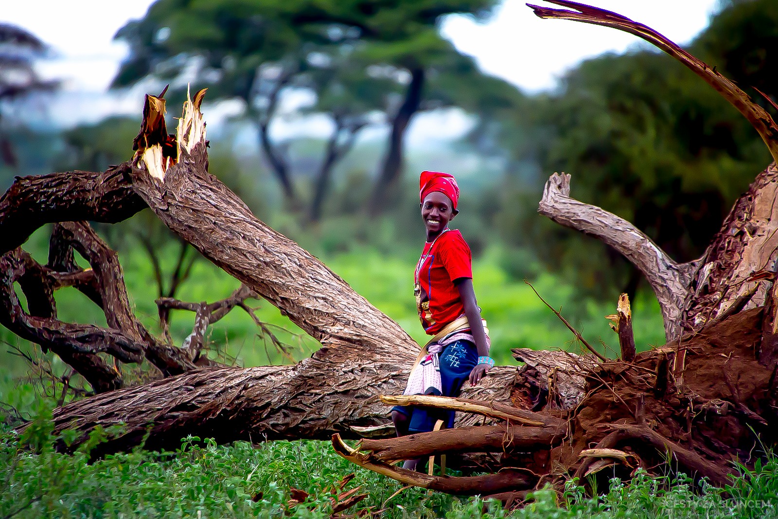 NP Masai Mara - příprava dřeva na topení - Ladislav Hanousek, Keňa