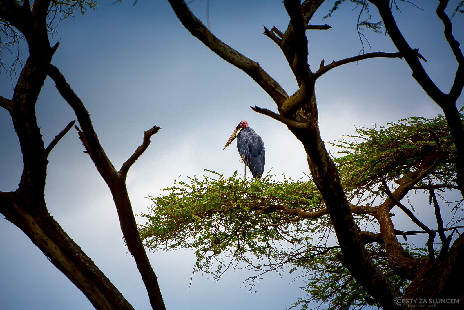 Národní park Amboseli - Ladislav Hanousek, Keňa