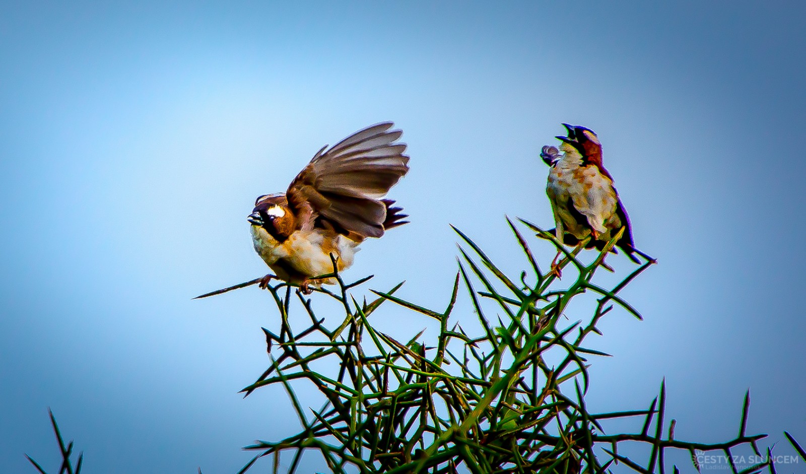 Národní park Amboseli - Ladislav Hanousek, Keňa
