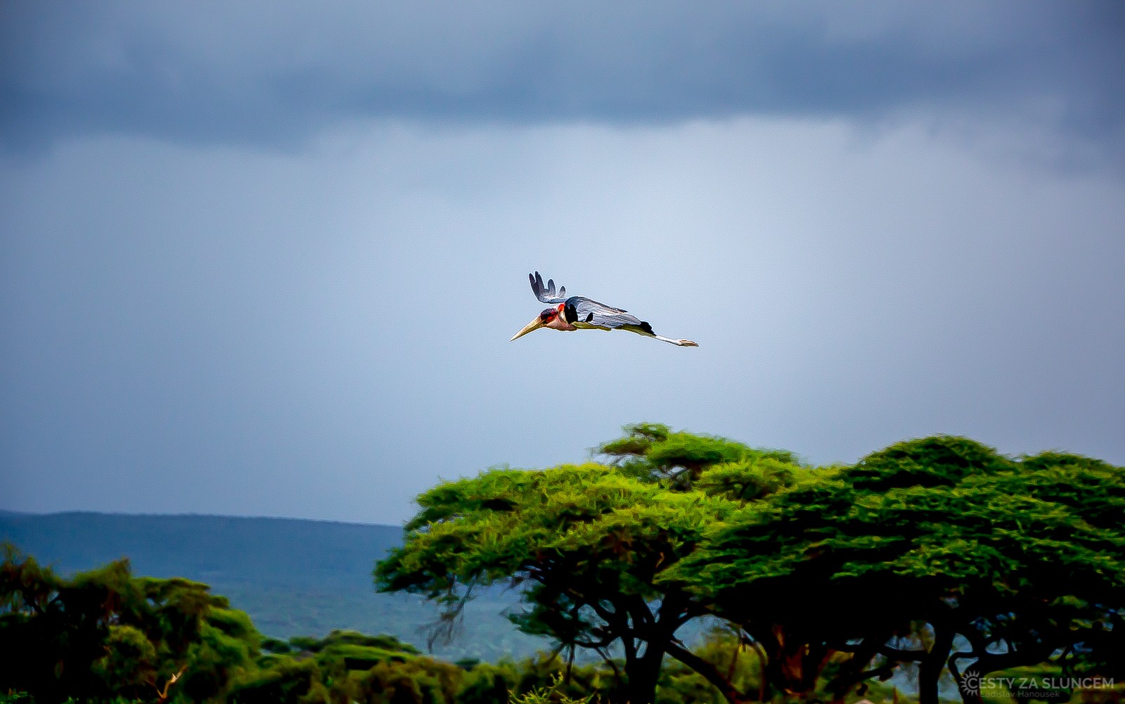 Národní park Amboseli - Ladislav Hanousek, Keňa