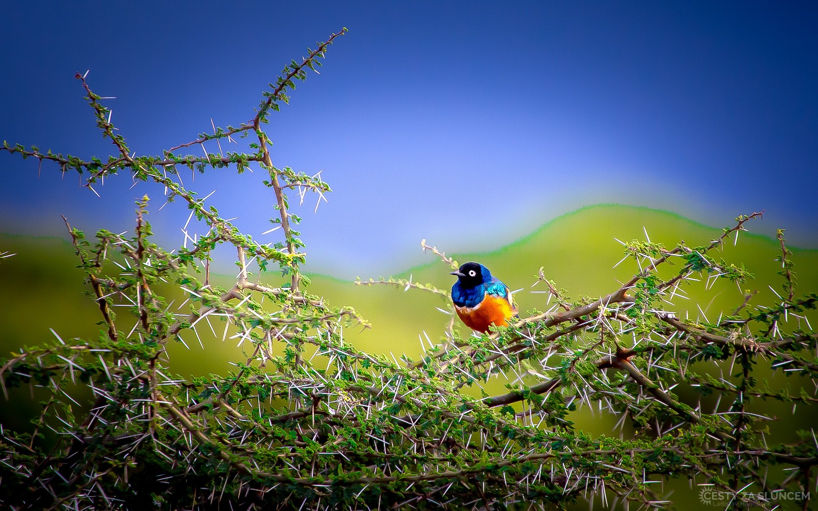 Národní park Nakuru - Laskoptev tříbarevná - Ladislav Hanousek, Keňa
