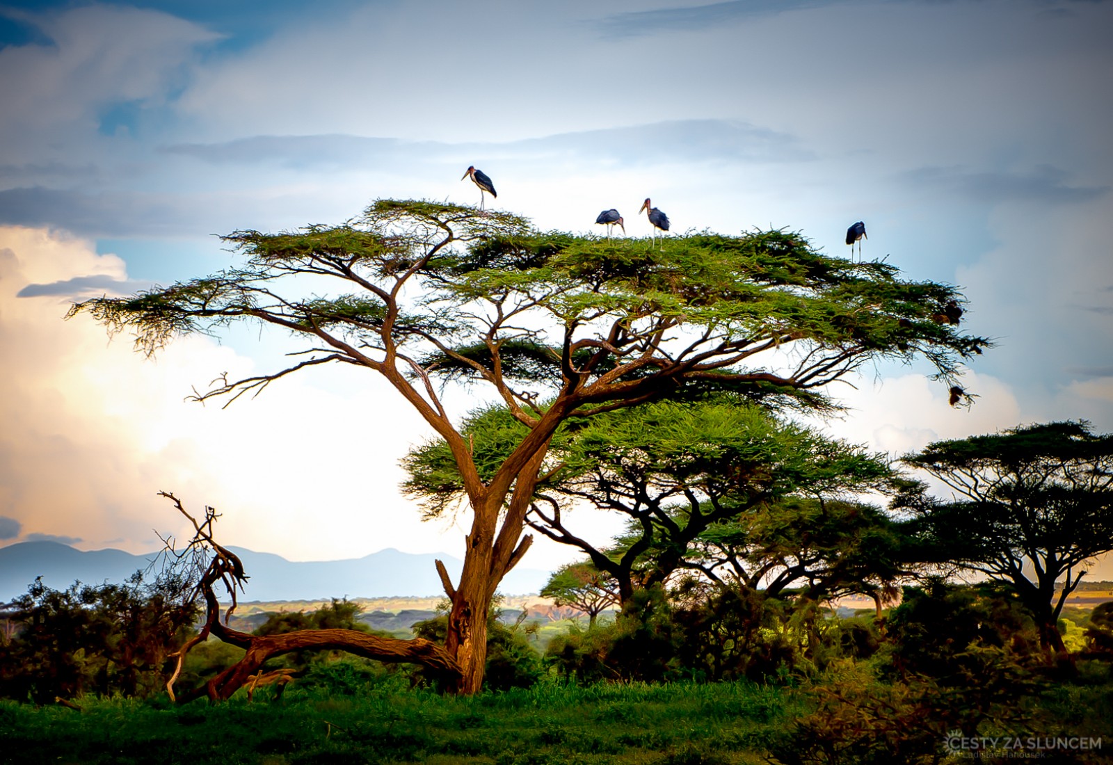 Národní park Amboseli - Ladislav Hanousek, Keňa