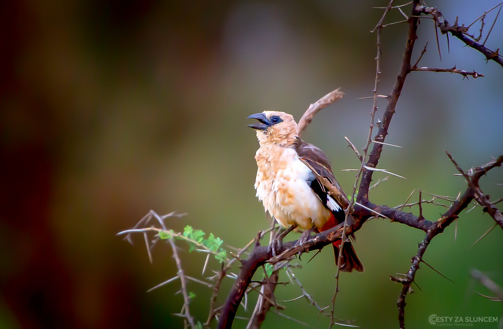 Národní park Amboseli - Ladislav Hanousek, Keňa