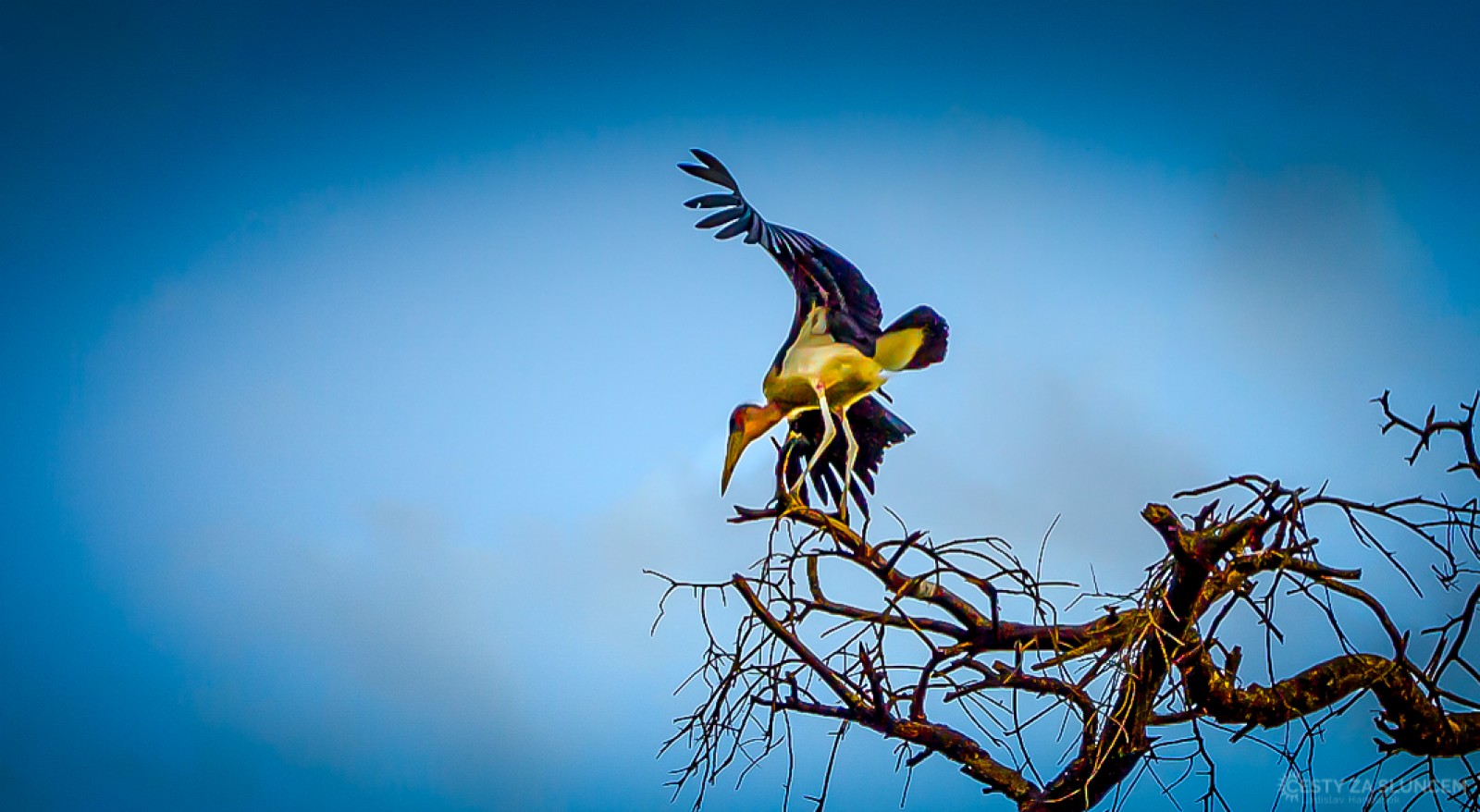 Národní park Amboseli - Ladislav Hanousek, Keňa