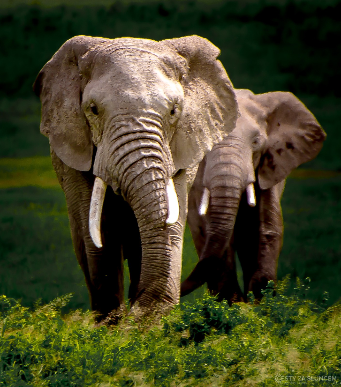Slon africký - Ladislav Hanousek, Keňa