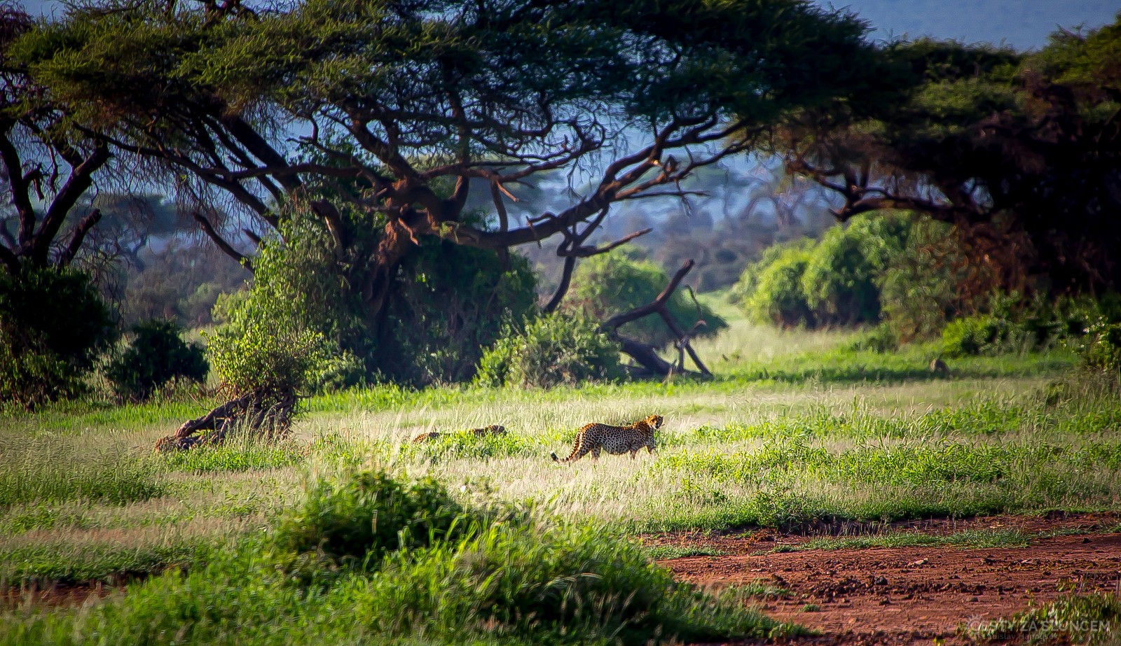 .. a ještě si nás z dálky změřil pohrdlivým pohledem. - Ladislav Hanousek, Keňa