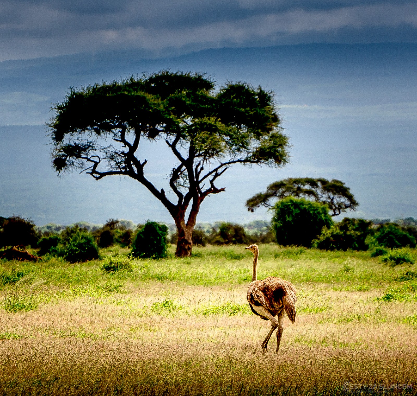 Pštros je největší žijící pták, při běhu může dosáhnout rychlosti až 70 km/h. - Ladislav Hanousek, Keňa