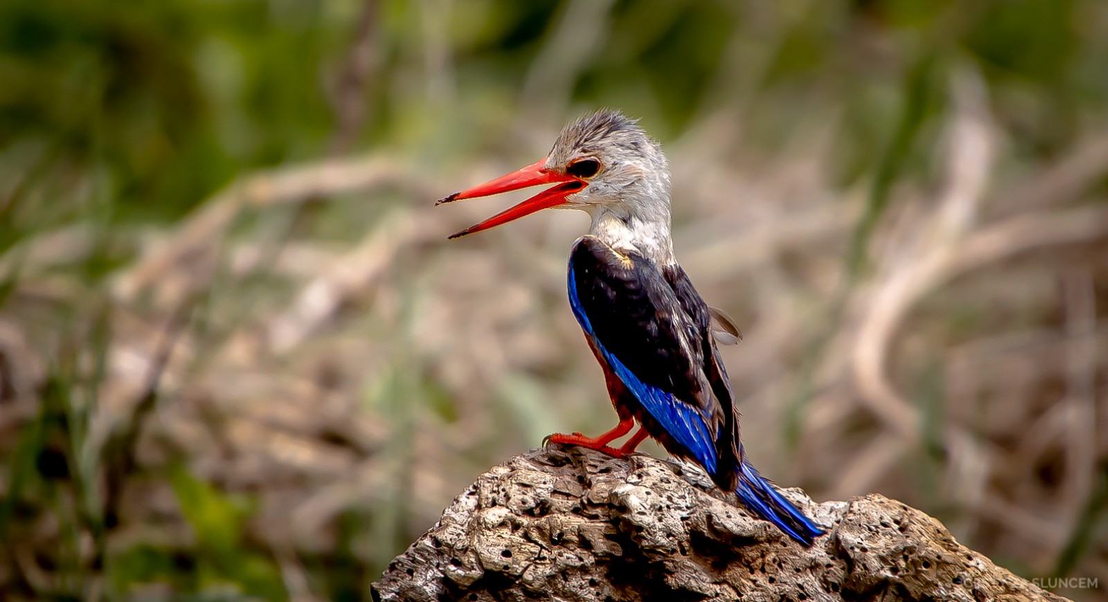Národní park Nakuru - Ladislav Hanousek, Keňa