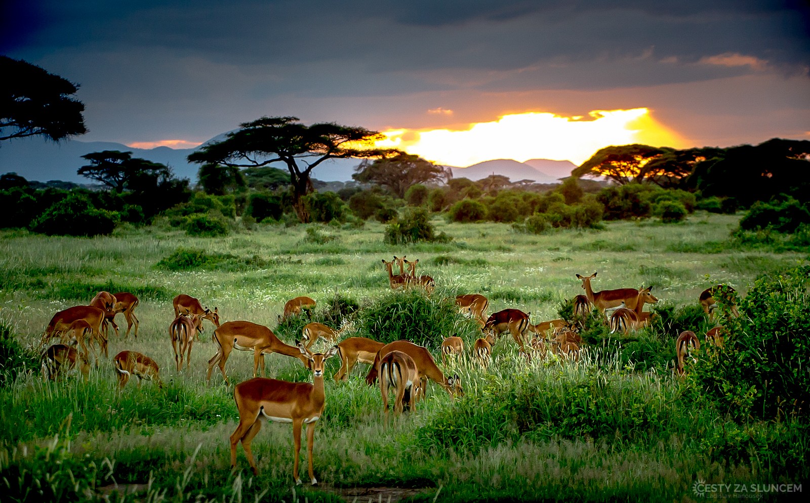 NP Amboseli - Antilopy Impaly v západu slunce - Ladislav Hanousek, Keňa