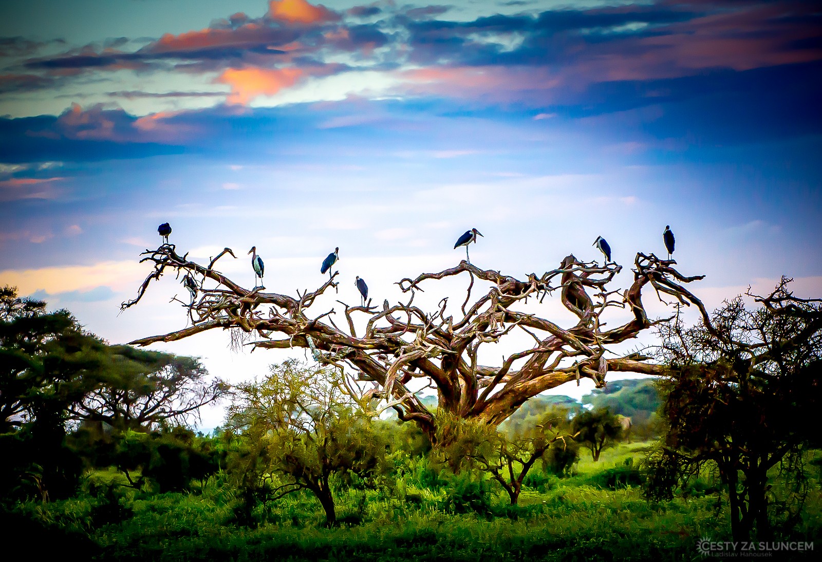 Národní park Amboseli - Ladislav Hanousek, Keňa
