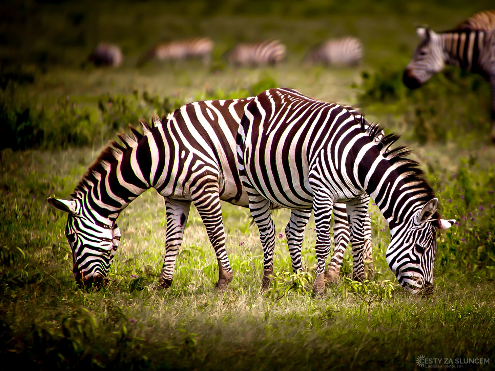 Zebry stepní. Zebrami se živí šelmy, lidé pro maso zebry neloví. - Ladislav Hanousek, Keňa