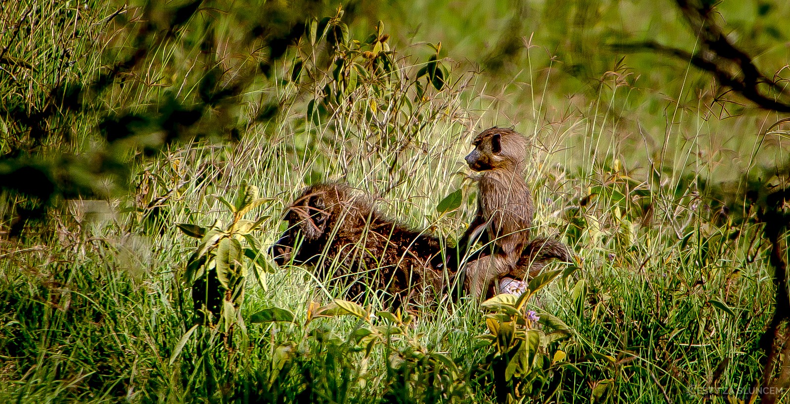 Národní park Amboseli - Ladislav Hanousek, Keňa