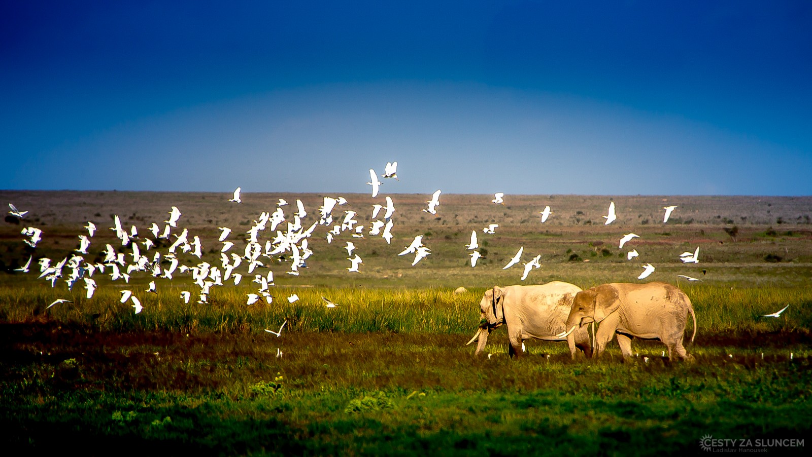 Amboseli National Park - Ladislav Hanousek, Keňa