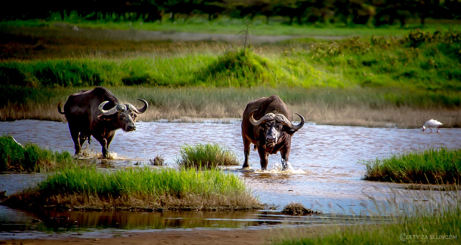 Národní park Masai Mara - Buvoli afričtí (kaferští) - Ladislav Hanousek, Keňa