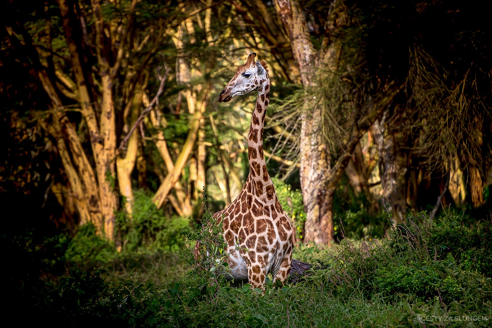 Národní park Nakuru - Ladislav Hanousek, Keňa