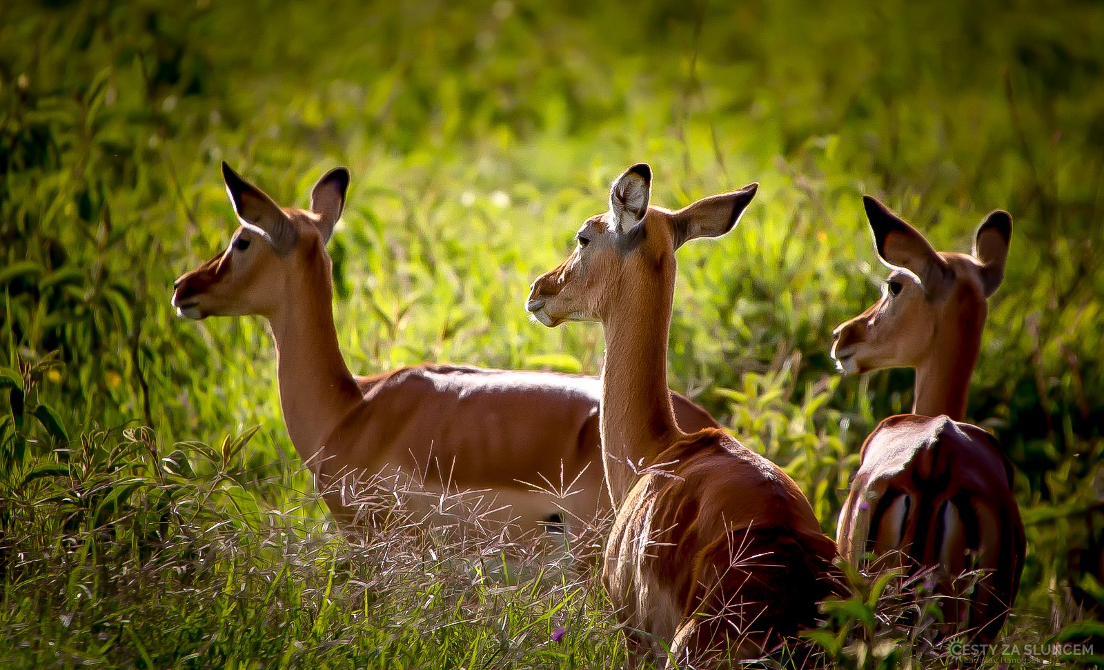 Samice Antilopa McDonald v NP Amboseli - Ladislav Hanousek, Keňa